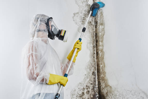 Best Insurance-Related Mold Remediation in New Castle, IN